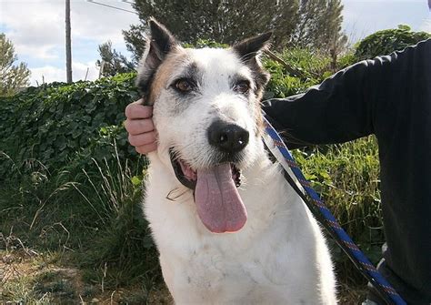 Perros podenco y sus cruces en adopción en Valencia